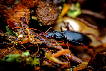 Woodland Ground Beetle