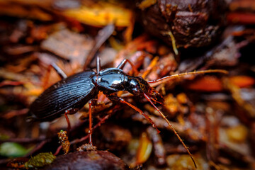 Woodland Ground Beetle