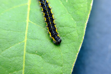 Macro Smartweed Caterpillar