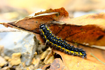 Macro Smartweed Caterpillar