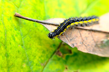 Macro Smartweed Caterpillar