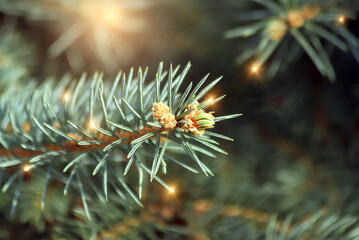 Naklejka na ściany i meble New Year and Christmas background. New shoot and young cones on a spruce tree with small golden sparks on needles