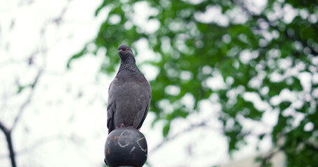Bird in park view against cloudy sky. Peaceful view of bird sitting on stone.