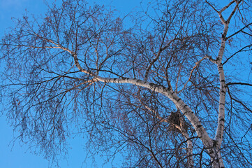 Birch branches with a crow's nest against a blue sky on a sunny day