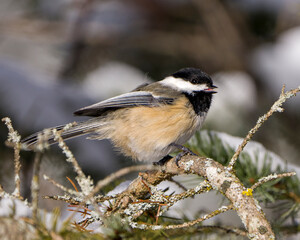 Chickadee Stock Photo and Image. Close-up side view perched with a blur background displaying open beak, tongue and feather plumage in its environment and habitat surrounding.
