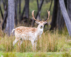 Naklejka na ściany i meble Fallow Deer Photo and Image. Close-up looking at camera in the forest with a blur forest background in its environment and habitat surrounding.