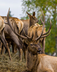 Elk Stock Photo and Image. Elk bull bugling resting on hay with its cows elk around him in their environment and habitat surrounding.