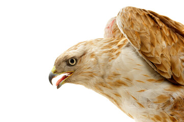 The eagle head features on a white background