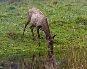Elk Stock Photo and Image. Female cow drinking water in the field with grass background in its environment and habitat surrounding.