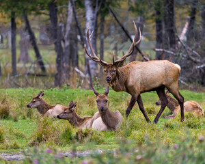 Elk Stock Photo and Image. Buck bugling guarding his herd of elk cows with a blur forest background in their environment and habitat surrounding.