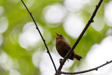 森林の野鳥　ミソサザイ