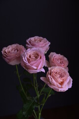 pink roses on black