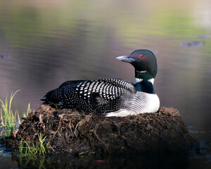 Common Loon Photo Stock. Nesting with marsh grasses, mud and water in its environment and habitat displaying red eye, black and white feather plumage, with a blur background.  Loon Photo.
