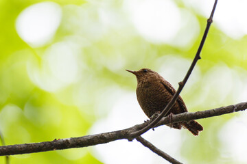 森林の野鳥　ミソサザイ