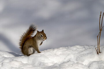 Naklejka na ściany i meble Squirrel Stock Photo and Image. Close-up view standing on snow with a blur white background in its environment and habitat surrounding displaying brown fur. Picture. Portrait.