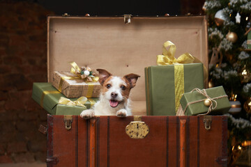 the dog crawls out of the gift chest. christmas jack russell in a festive home interior. 