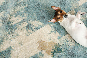 Naughty dog near wet spot on carpet - obrazy, fototapety, plakaty