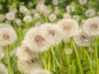 dandelions on a summer day