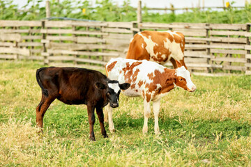 Funny calves grazing on green pasture