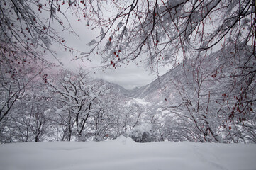 Winter trees in mountains covered with fresh snow. Beautiful landscape with branches of trees covered in snow. Mountain road in Caucasus. Azerbaijan