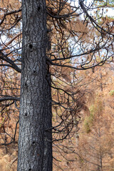 drought in the forest in British Columbia