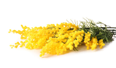 Bouquet of beautiful blooming mimosa flowers on white background, closeup