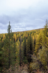 Larch trees in a colourful mountain forest in Canada