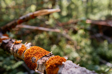 Obraz premium Fungi bark texture. Branch in the forest.