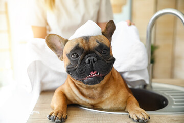 Owner washing cute French bulldog in sink at home