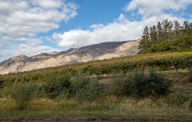 Fototapeta na wymiar A vineyard in the Okanagan Valley