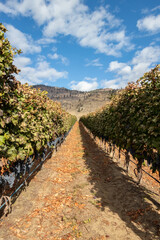 Fototapeta na wymiar Grapes on the vine in a vineyard in Osoyoos, British Columbia, Canada