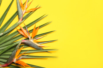 Beautiful strelitzia flowers and palm leaf on yellow background, closeup