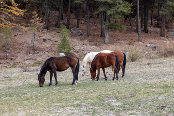 Fototapeta premium Wild horses eating grass at the edge of a forest in autumn