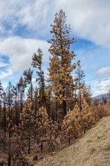 burnt trees in the forest in Oliver, British Columbia