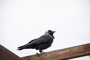 Crow bird 