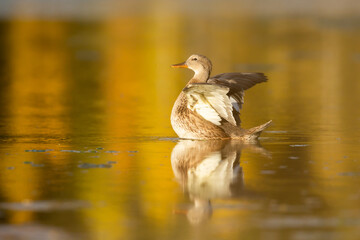 A female mallard duck stretches  up out of the water with her wings extended and back. Autumn reflections make the water a rich gold color.