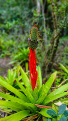 wild strawberry plant