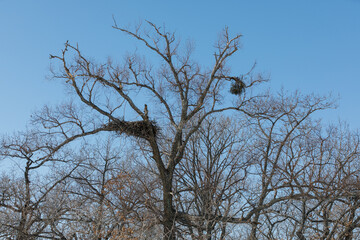Nest of al-eastern stork on top of a tree in a field in winter. Red Book stork nest in Russia.