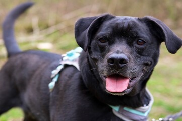 black labrador retriever