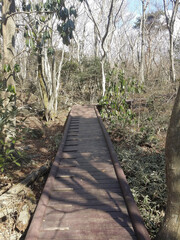Palm trees and scrubland of Jeju, an island of South Korea in Asia