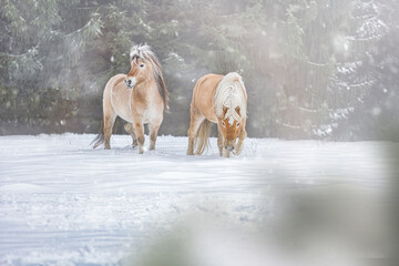 A norwegian fjord horse and a haflinger pony having fun on a winter paddock