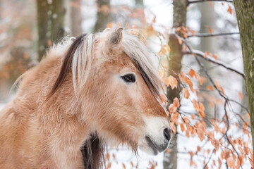 Portrait of a norwegian fjord horse in front of a snowy winter landscape
