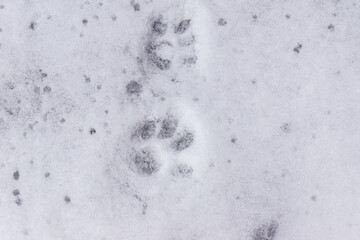 on the freshly fallen snow, cat footprints covered with several snowflakes, selective focus
