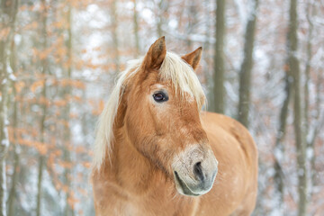 Portrait of a cute haflinger pony in a snowy winter forest