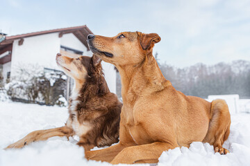 Two brown dogs waiting obedient in a garden in front of a house in winter