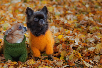 wearing a pullover chihuahua together in the autumn park - dressed dog