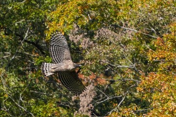 黄葉バックに悠然と飛ぶクマタカ成鳥