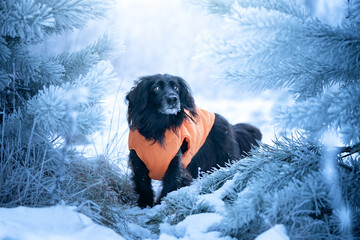 Zimowy portret psa - obrazy, fototapety, plakaty