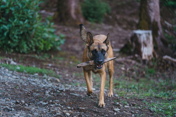 Belgian Malinois playing in the woods