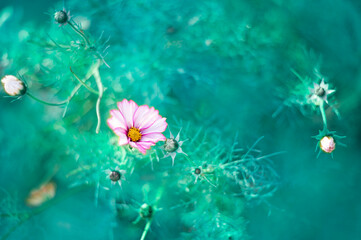 Fototapeta na wymiar Pink fairytale flower 